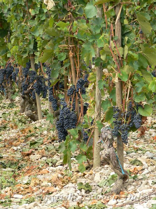 Syrah vines, Hermitage vineyards P1130989.JPG